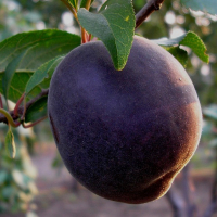 Абрикос чорний купить