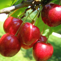 Черешня Космічна купить