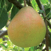 Груша Оксамит купить