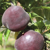 Абрикос Мелітопольський чорний купить