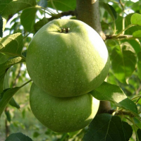 Яблуня Симиренковець купить