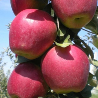 Яблуня Моді купить