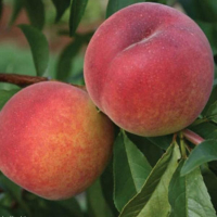 Персик Пам'ять Шевченка купить