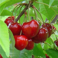 Черешня Бігар бурлат купить