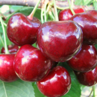 Черешня Мелітопольська великоплідна купить