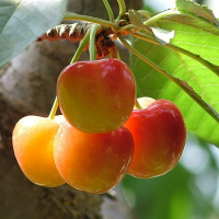 Черешня Ніжність купить