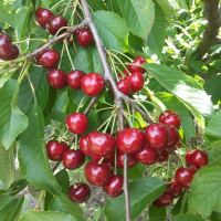 Черешня рубінова рання купить