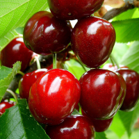 Черешня Світхарт купить