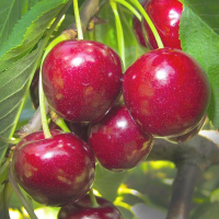 Черешня Кордия купить