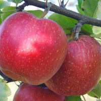 Яблуня Фуджі Кіку (12л) купить