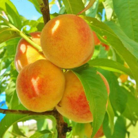 Персик Ветеран купить