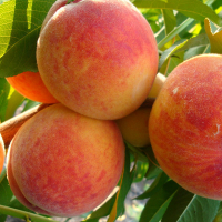 Персик Президент купить