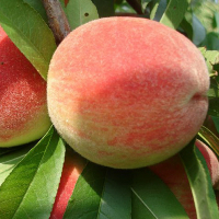 Персик Сентябрьский купить