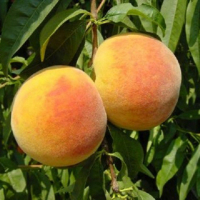Персик Бебі Голд купить