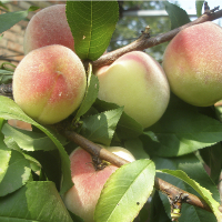 Персик Турист купить