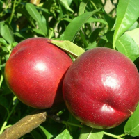 Нектарин Р-4 купить