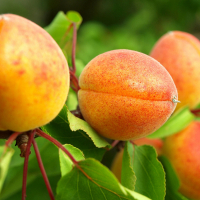 Абрикос Амур купить