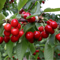 Черешня Донецька красуня купить