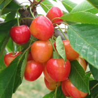 Черешня Аеліта купить