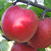 Яблуня Літнє червоне купить