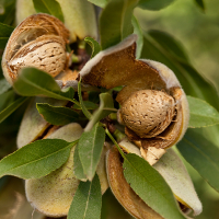 Мигдаль Вікторія купить