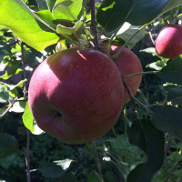 Яблуня Росавка купить