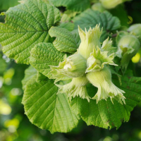 Фундук Каталонський купить