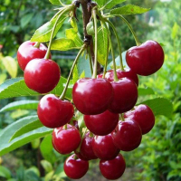 Вишня Норд Стар купить