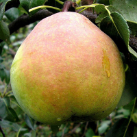 Груша Кучерянка купить
