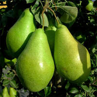 Груша Ноябрьская купить