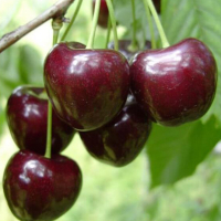 Черешня Каріна купить
