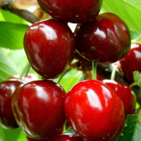 Черешня Великоплідна купить