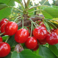 Черешня Саміт купить