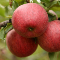 Яблоня Гала Шнига купить