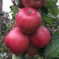 Яблуня Фуджі Фубракс купить