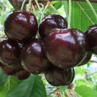 Черешня Вінка купить