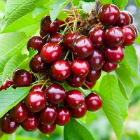 Черешня колоноподібна червона купить