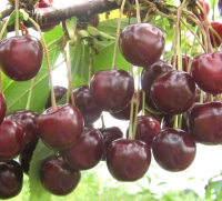 Вишня Ерді Бетермо купить