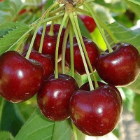 Черешня Прощальна купить
