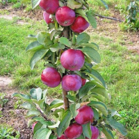 Яблуня Колоноподібна Джин купить