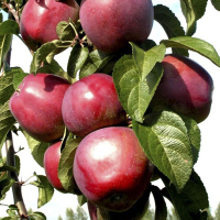 Яблоня Колоновидная Васюган купить