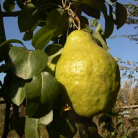 Груша Бере Арданпон купить