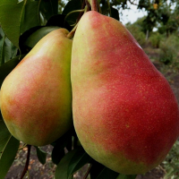 Груша Бере Прекос Мореттини купить