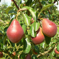 Груша Нарядная Ефимова купить