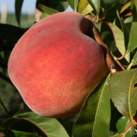 Персик Ред Хевен купить