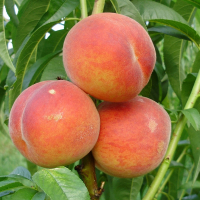 Персик Санхрест купить