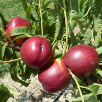 Нектарін Хемус купить