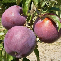 Яблоня Вильямс Прайд купить