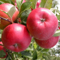 Яблуня Джонагоред купить