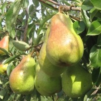 Груша Дельбарью Рікс купить